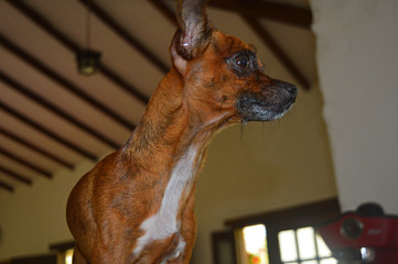 brown dog pinscher breed profile