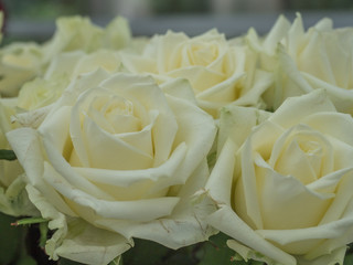 Royal Rose, exhibition, Poland