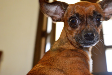 Brown dog pinscher breed face