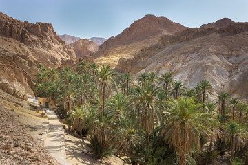 Beautiful Chebika mountain oasis in the middle of Sahara desert in Tunisia, sunlit palm trees, blue sky and impressive rocky cliffs