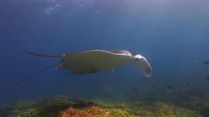 Graceful Calm Manta Ray Swimming With Fish School In Gentle Blue Sea Water & Beautiful Coral Reef & Sunlit Sea Surface. Big Ray Gliding Peaceful Underwater. Pelagic Filter Feeder Marine Life