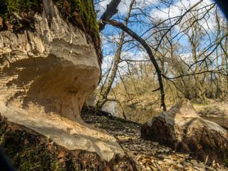 Tree bitten by beavers.