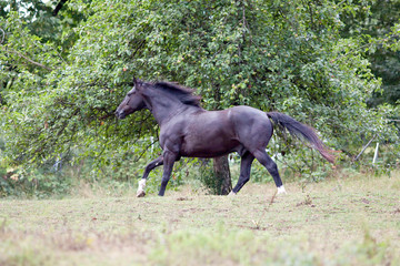 Schwarzes Pferd Rappe galoppiert frei auf der Wiese.	