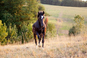 Schwarzes Pferd Rappe galoppiert frei frontal auf der Wiese.