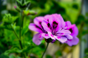 purple flower in the garden