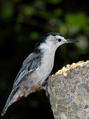 White-Breasted Nuthatch.