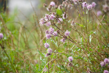 Acker-Kratzdistel (Cirsium arvense) - Distel mit lila Blüte