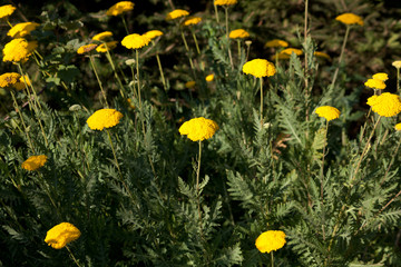 Obraz premium Rainfarn - Tanacetum vulgare, Chrysanthemum vulgare 