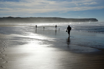 silhouette of people with dogs walking on beach at dusk with reflecting light                              