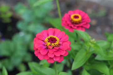 Fototapeta premium Zinnia, bright pink in summer and fall, featured up close, background soft