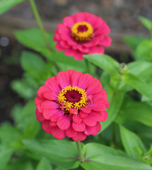 Zinnia, bright pink in summer and fall, featured up close, background soft