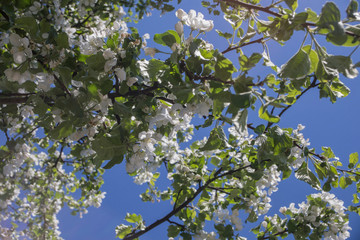 Blooming lilac