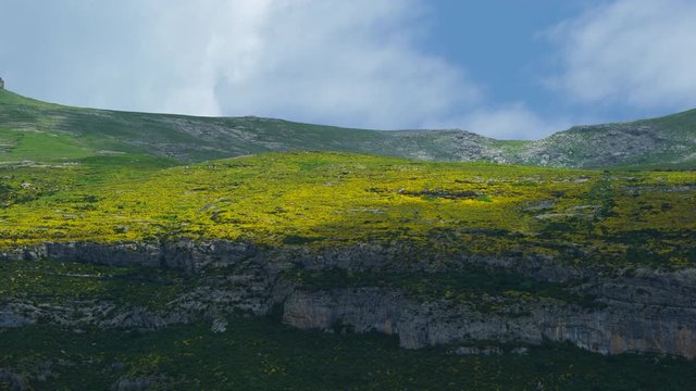 ERIZON (Echinospartum horridum), Garganta de Escuain , Ordesa y Monte Perdido National Park, Sobrarbe, Huesca Province, Aragon, Spain, Europe