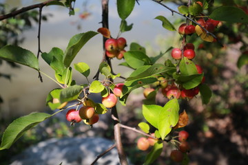 red fruit in the tree