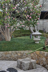 和らぎの庭の椿