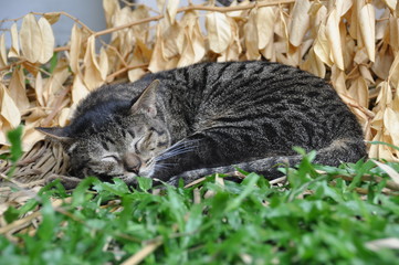 Domesticated short hair cats at home.