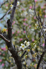 和らぎの庭の梅