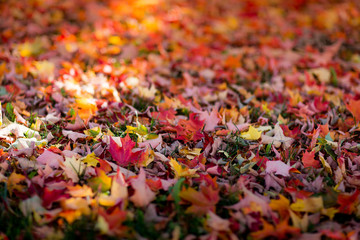 colorful autumn leaves in park