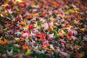 autumn leaves in garden