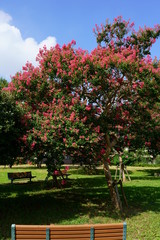 サルスベリの赤い花が咲く