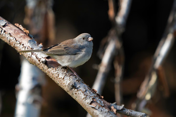 Dark-eyed Junco Sitting on a Tree Branch