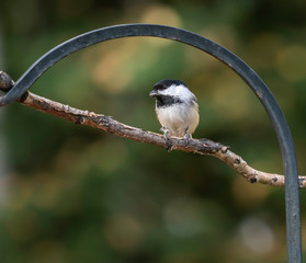 Black-capped Chickadee Perched on a Branch