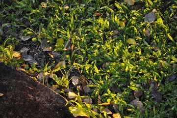Backyard garden grass in golden afternoon light.