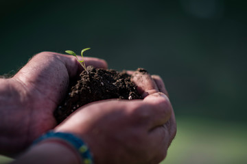  plant sprouting in hands