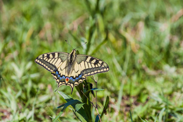 Old World swallowtail (Papilio machaon) on a meadow in Kyrgyzstan
