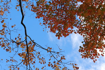 branches of tree against blue sky