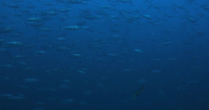 Massive school of skipjack Bonito. Mexico.
