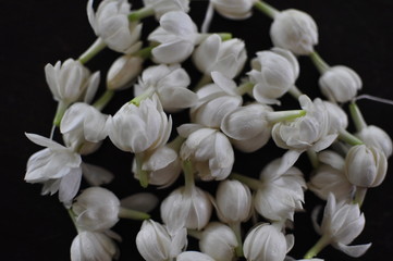 Fragrant jasmine blossom garland wrapped in circle on wooden table traditionally used as an offering to the ghosts and spirits in Thailand.