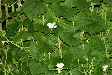 Green lagenaria grows on a fence in the garden
