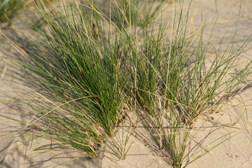 Green grass grows on the sand on the coast