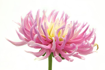pink and yellow cactus dahlia on white background