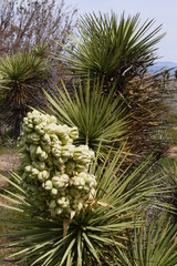 A cluster of large cream coloured flowers at the end of the spiky branches of a Joshua Tree