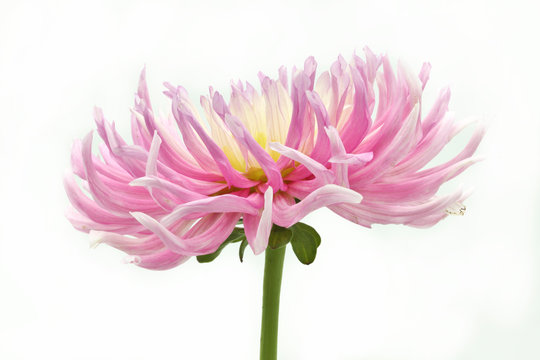 pink and yellow cactus dahlia on white background