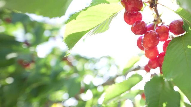 Bright closeup backlit shot of fresh organic ripe cherris with dew or raindrops on a cherry tree in a fruit field in spring or summer. Healthy food fruit concept.