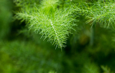 fennel leaf