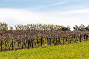 Fototapeta premium Landscape of Cerro Chapadão, City of Jaguari, RS, Brazil 02