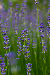 lavender flowers field blooming