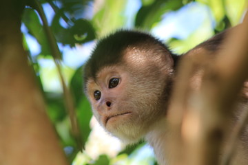 Close up of the head from a capuchin monkey, cebus albifrons