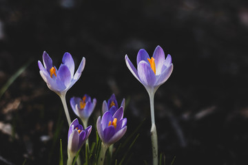blue crocus flowers blooming in spring