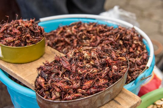 Street bowl of chapulines