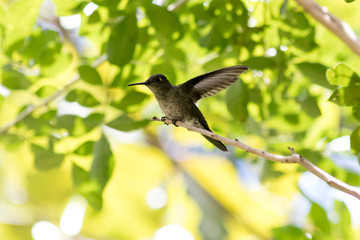 bird on a branch