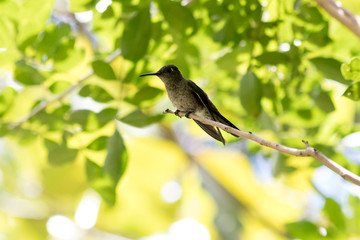 bird on a branch