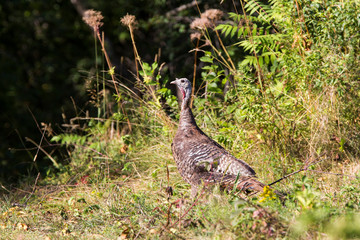 wild turkeys in summer