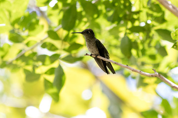 bird on a branch