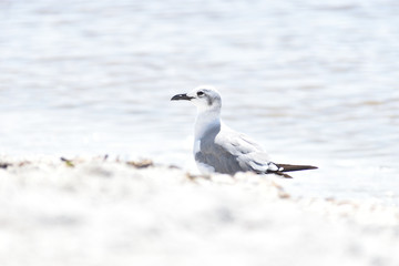 Florida Wildlife Photography