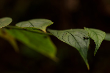 green leaf with insect